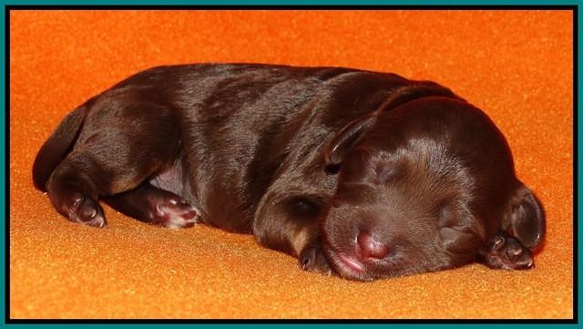 Shelby Duke Newborn puppy 181