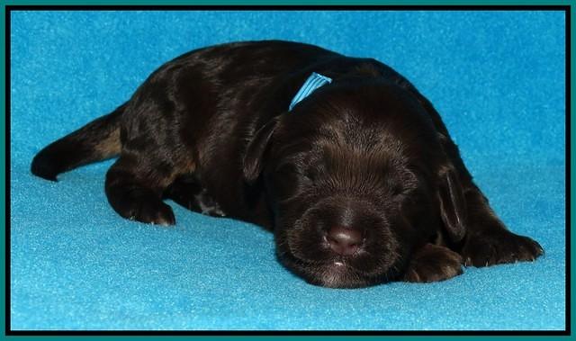 Shelby Duke pups 1 wk old 181