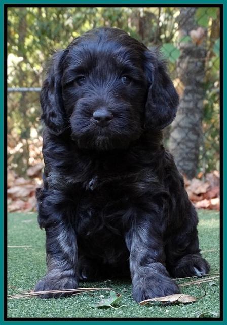 Shelby Duke pups 5 wks old201