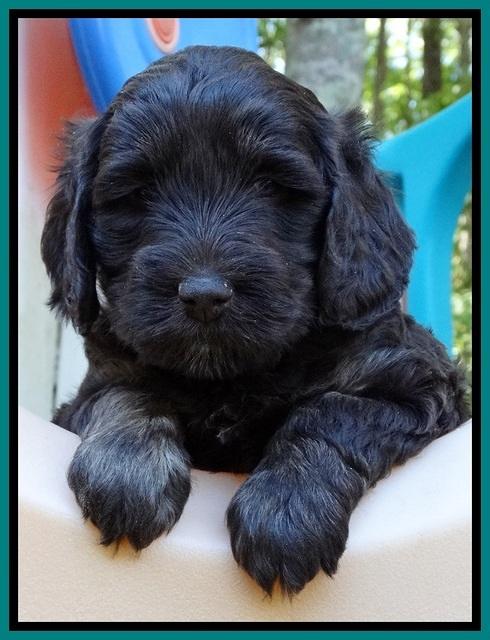 Shelby Duke pups 5 wks old231