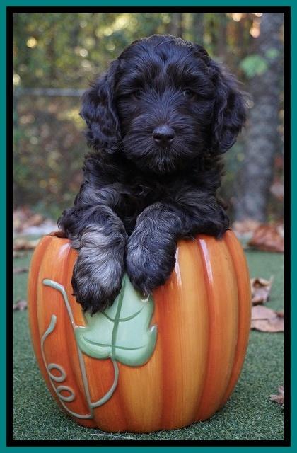 Shelby Duke pups 6 wks old 21