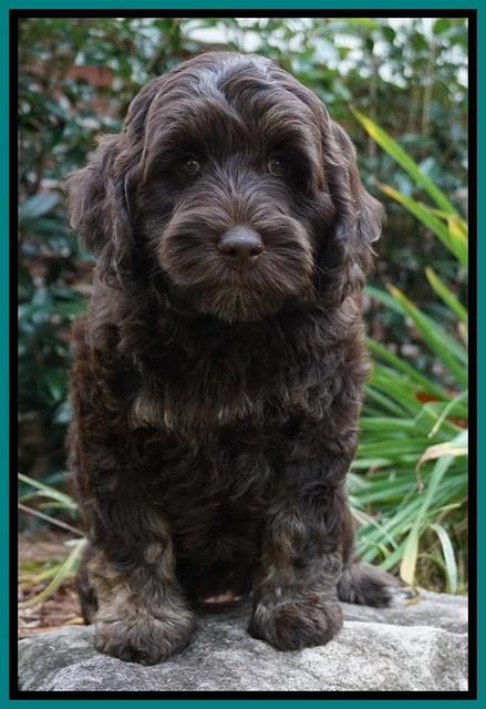 Shelby Duke pups 8 wks old 91