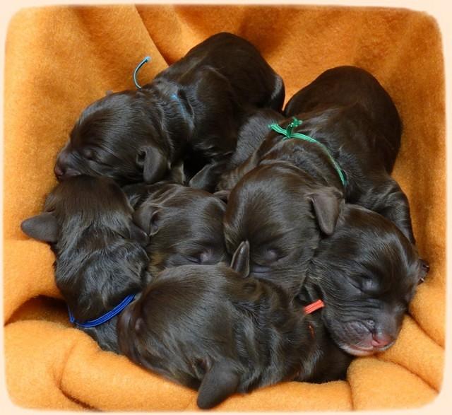 Shelby Duke Newborn puppy 11