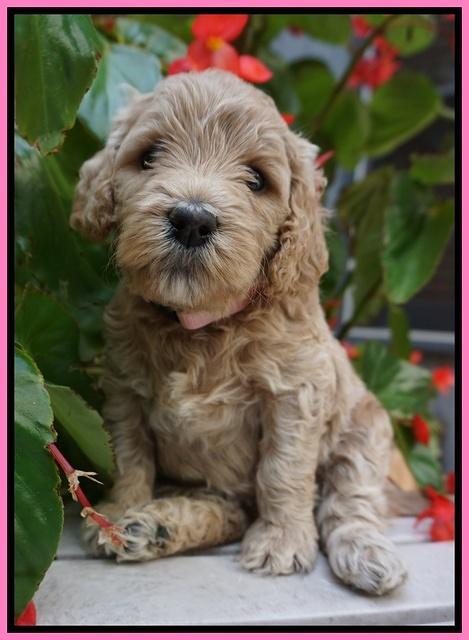 GEm Pitch pups 4 wks old11