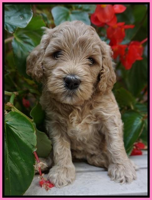 GEm Pitch pups 4 wks old31