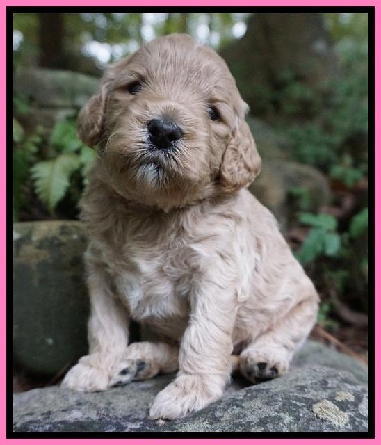 Gem PItch pups 3 wks old41