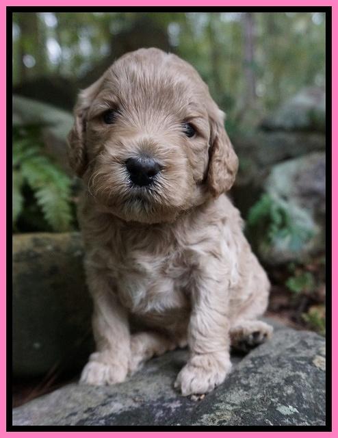 Gem PItch pups 3 wks old51