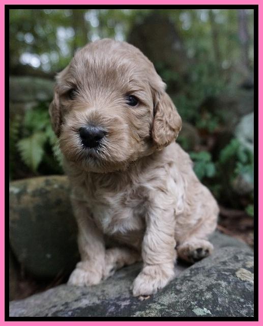 Gem PItch pups 3 wks old61
