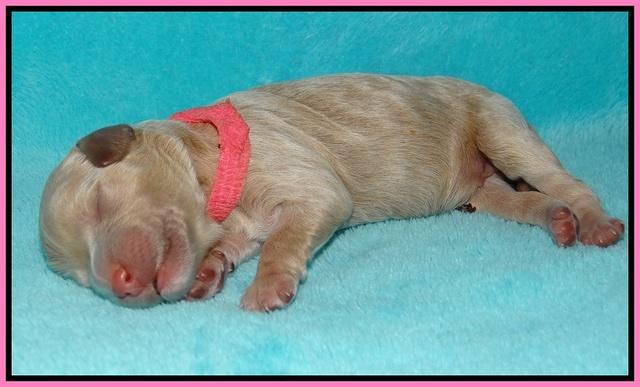 Gem Pitch Newborn pups 31