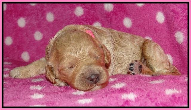 Gem Pitch pups 1 wk old 31