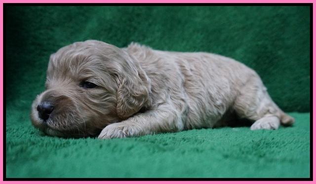 Gem Pitch pups 2 wks old 31
