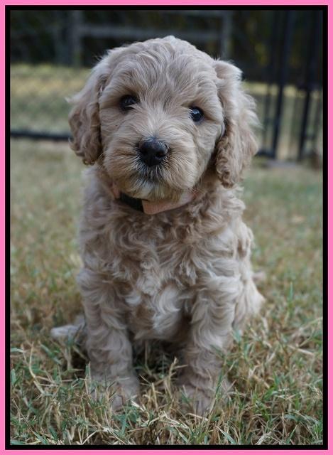 Gem Pitch pups 5 wks old 31