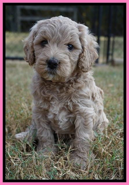 Gem Pitch pups 5 wks old 41