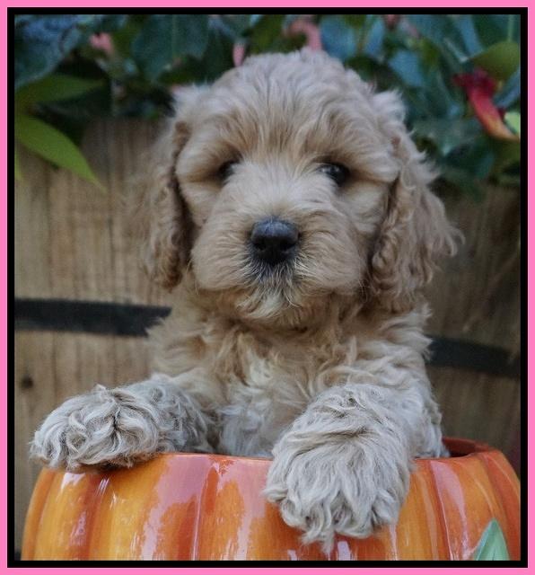 Gem Pitch pups 6 wks old51
