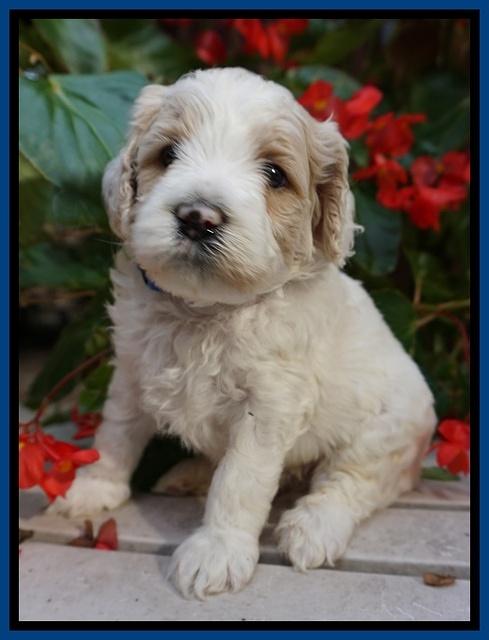 GEm Pitch pups 4 wks old41