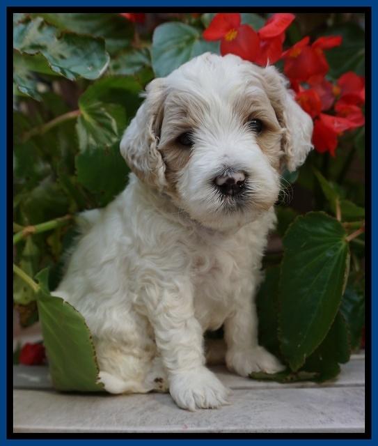 GEm Pitch pups 4 wks old51