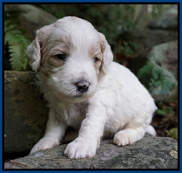 Gem PItch pups 3 wks old21