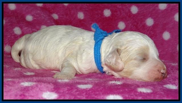 Gem Pitch pups 1 wk old 51