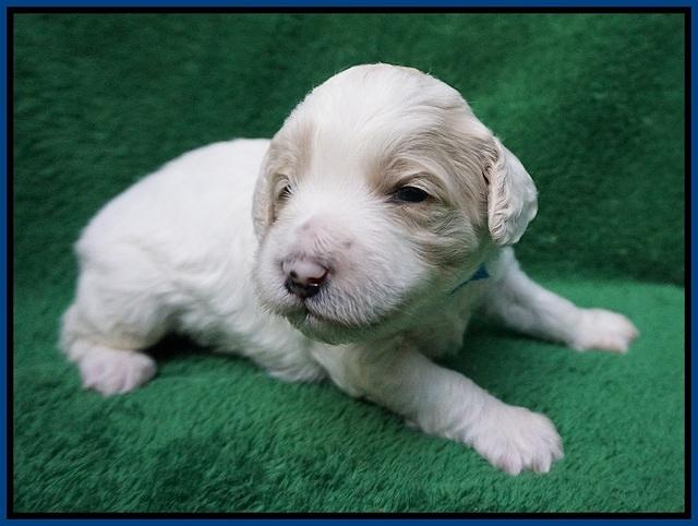 Gem Pitch pups 2 wks old 41