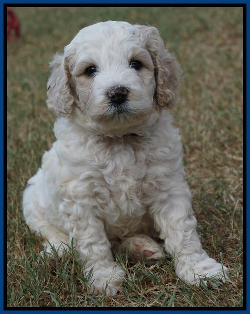 Gem Pitch pups 5 wks old 51