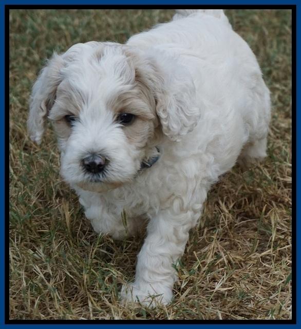 Gem Pitch pups 5 wks old 71