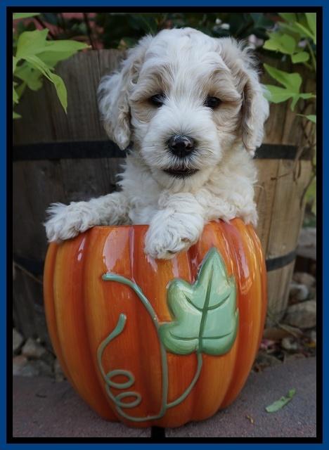 Gem Pitch pups 6 wks old101