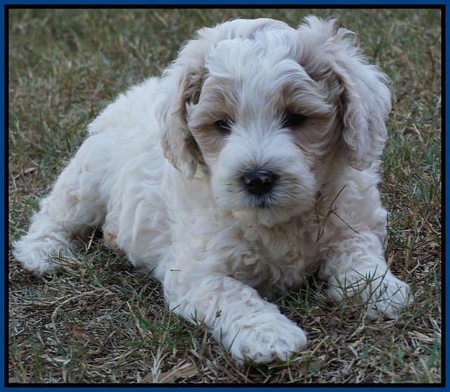 Gem Pitch pups 6 wks old111