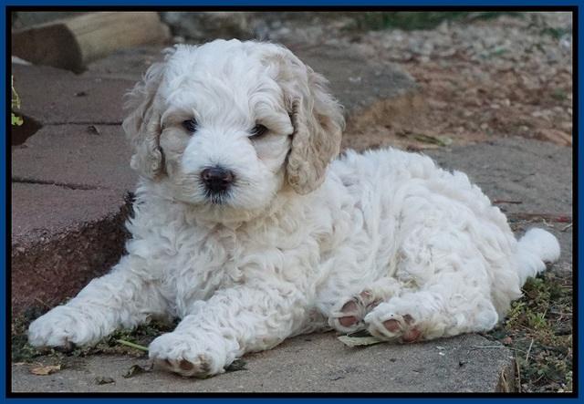 Gem Pitch pups 6 wks old61