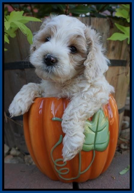 Gem Pitch pups 6 wks old81