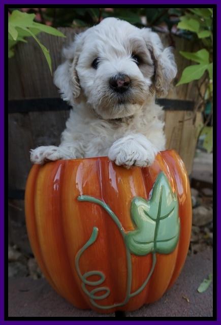 Gem Pitch pups 6 wks old171