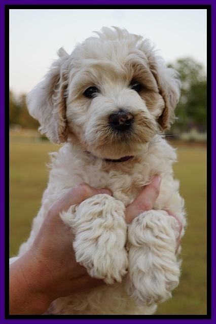 Gem Pitch pups 7 wks old 61