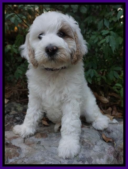 Gem Pitch pups 8 wks old 101