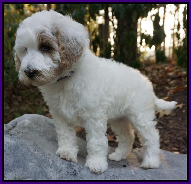 Gem Pitch pups 8 wks old 71