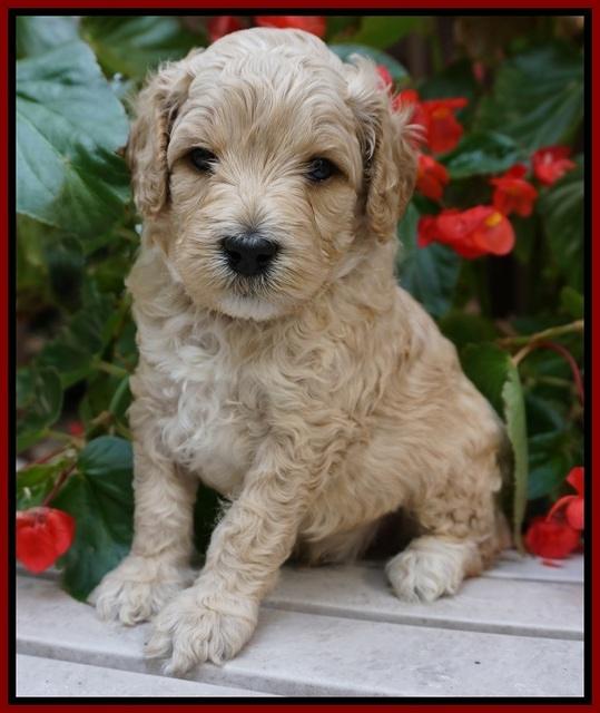 GEm Pitch pups 4 wks old141