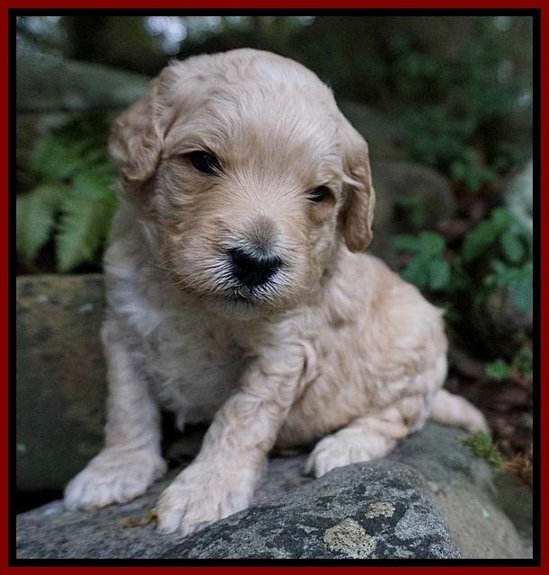 Gem PItch pups 3 wks old131