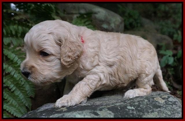 Gem PItch pups 3 wks old161