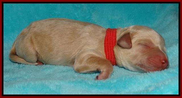 Gem Pitch Newborn pups 101