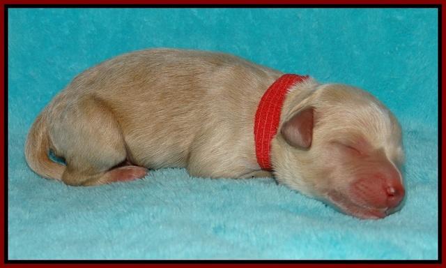 Gem Pitch Newborn pups 91