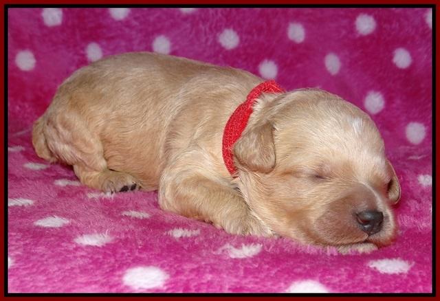 Gem Pitch pups 1 wk old 101