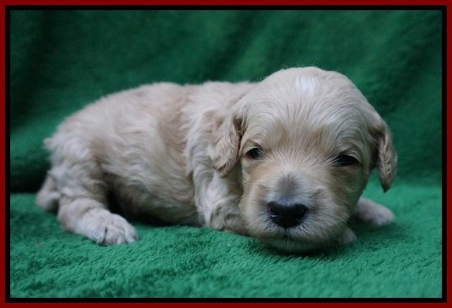 Gem Pitch pups 2 wks old 111