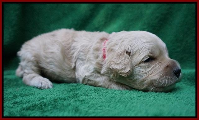 Gem Pitch pups 2 wks old 121