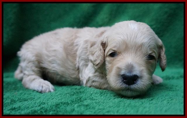 Gem Pitch pups 2 wks old 131