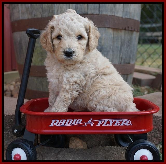 Gem Pitch pups 5 wks old 191