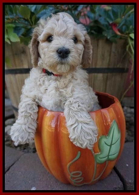 Gem Pitch pups 6 wks old211