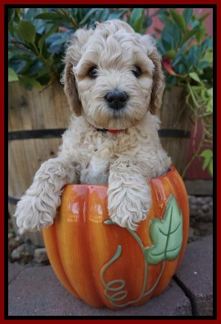 Gem Pitch pups 6 wks old231