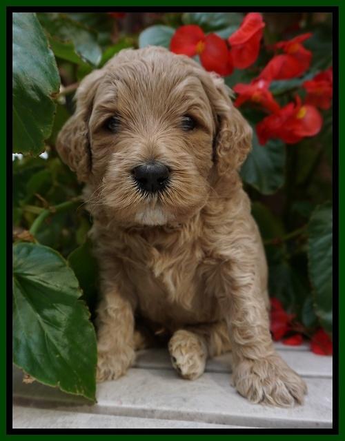 GEm Pitch pups 4 wks old171