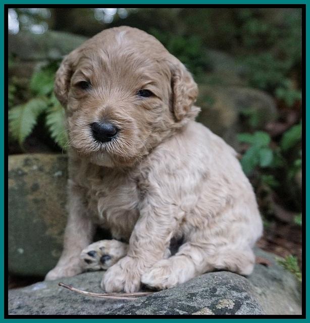 Gem PItch pups 3 wks old101