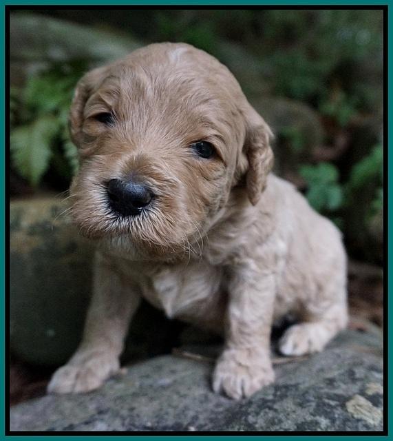 Gem PItch pups 3 wks old121