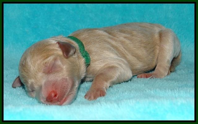Gem Pitch Newborn pups 111