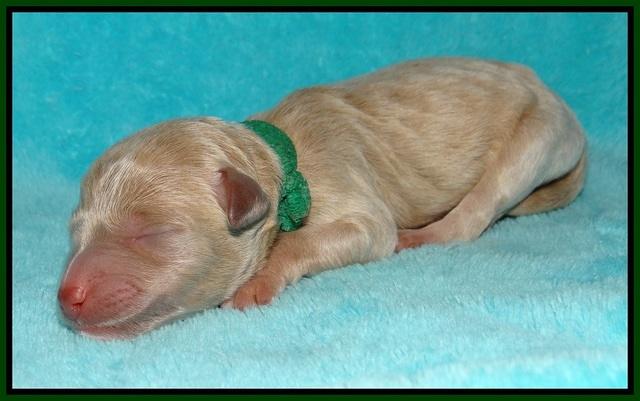 Gem Pitch Newborn pups 121